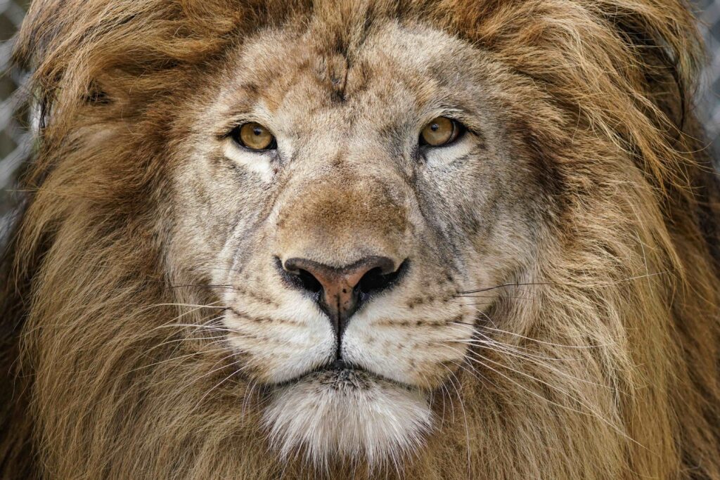 african_lion_animals-1024x683