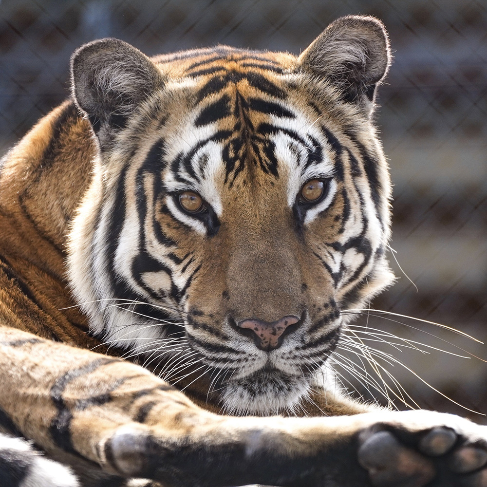 tiger_square